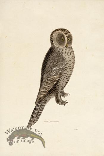 KO 05 Great Cinereous Owl